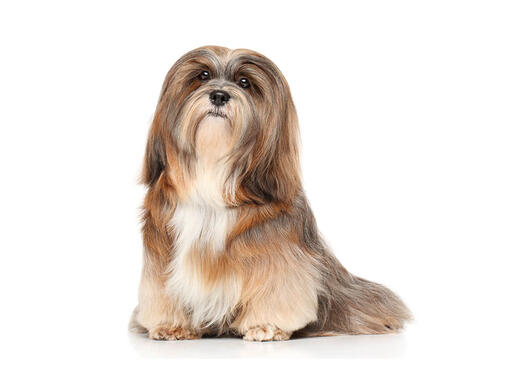 Lhasa Apso Dog Breed Information Purina